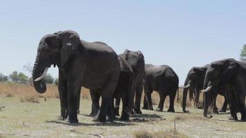 herd of African elephants in african bush