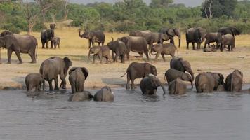 branco di elefanti africani alla pozza d'acqua