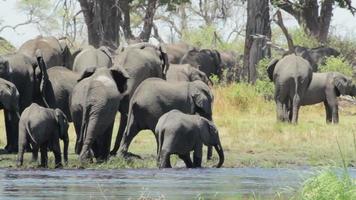 flock afrikanska elefanter på vattenhål i afrikansk buske