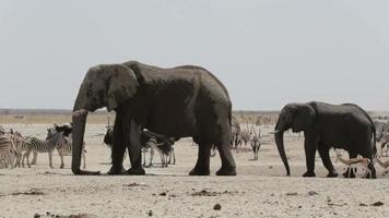 besättning av afrikanska elefanter som dricker vid ett lerigt vattenhål