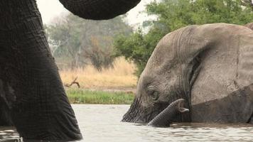 Ángulo inusual de elefante nadando y enmarcado por patas de otro elefante