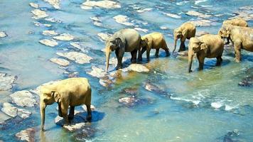 elefantes cruzando el río