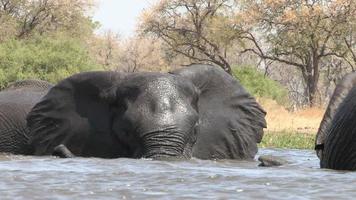 Los elefantes interactúan y juegan a pelear mientras nadan en un río en el delta del Okavango.