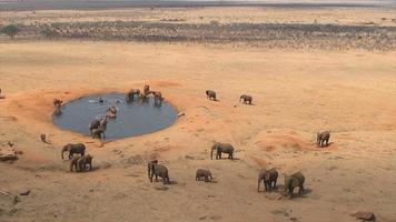 grupp elefanter vid ett vattenhål