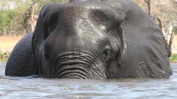 Toro elefante nadando en un río en el delta del Okavango