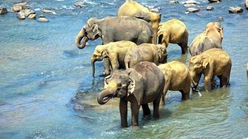 Elephants drinking water in the river video