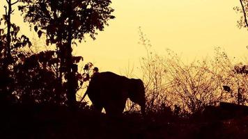 elephant with mahout in the forest silhouette video