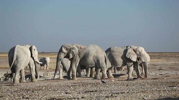 éléphants d'Afrique au point d'eau
