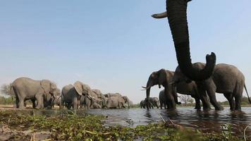 spektakuläres Low Angle Footage von Elefanten, die am Wasserloch trinken video