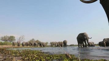 spektakulära bilder med låg vinkel av elefanter som dricker vid vattenhålet video