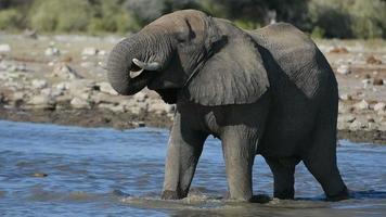Elephants in Namibia video