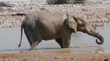 fare il bagno all'elefante africano
