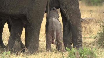 images incroyables d'un bébé éléphant nouvellement né essayant de téter de sa mère, Botwana video