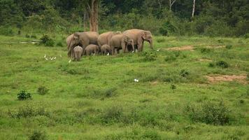 Asien wilder Elefant bei Kui Buri video