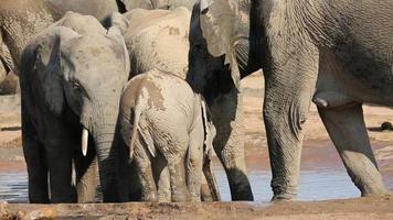 Baby elephant drinking water video