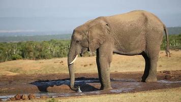 elefante africano alla pozza d'acqua