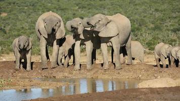 African elephants drinking water video