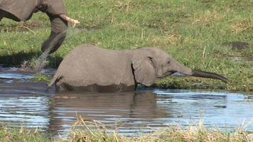 olifanten die een rivier oversteken in de okavangodelta, botswana