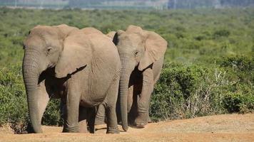 African elephant herd video