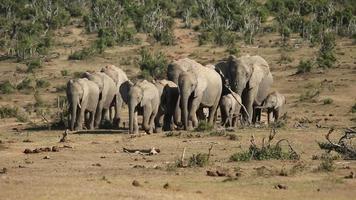 African elephant herd video