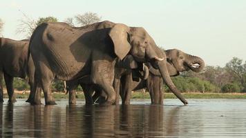manada reprodutiva de elefantes bebendo no rio, botswana video