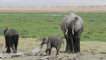 African elephant with young calves