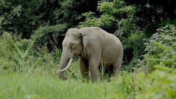elefante selvagem na borda da floresta. video