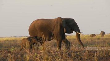 erschrockene Elefanten video