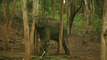 Elefant video