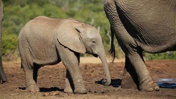 African elephant calf video