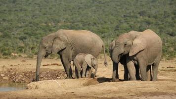 elefanti africani alla pozza d'acqua