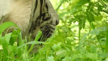 Un tigre blanc furieux se bouchent tout en broutant de l'herbe