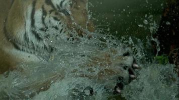 bengal tiger som leker i vatten i ultrarapid video