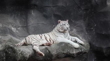 White bengal tiger, lying, relax, and watching on cliff video