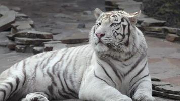 somnolent jeune tigre du Bengale, allongé sur le trottoir de pierre.