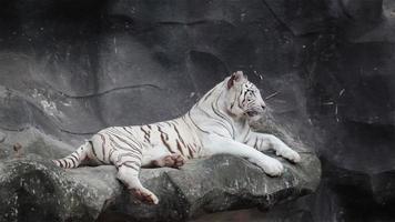 tigre de bengala blanco, acostado, relajarse y mirar en el acantilado