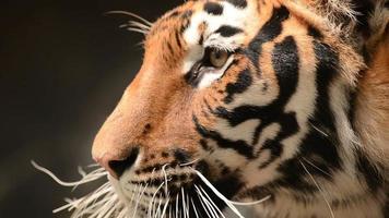 bengal tiger face close up video