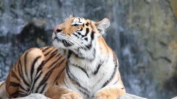 Sumatra-Tiger video