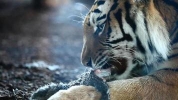 Siberian tiger having lunch