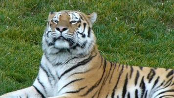 Tigre Stock Video Footage for Free Download Tigre Stock Video Footage for Free Download