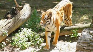 Tiger Stock Video Footage for Free Download Tiger Stock Video Footage for Free Download