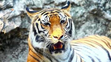 Sumatraanse tijger video