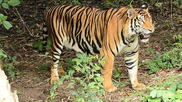 bengalischer Tiger