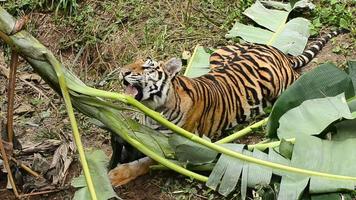 bengalisk tiger