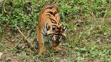 Tigre de Bengala video