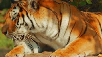 tigre de Sibérie bâillant video