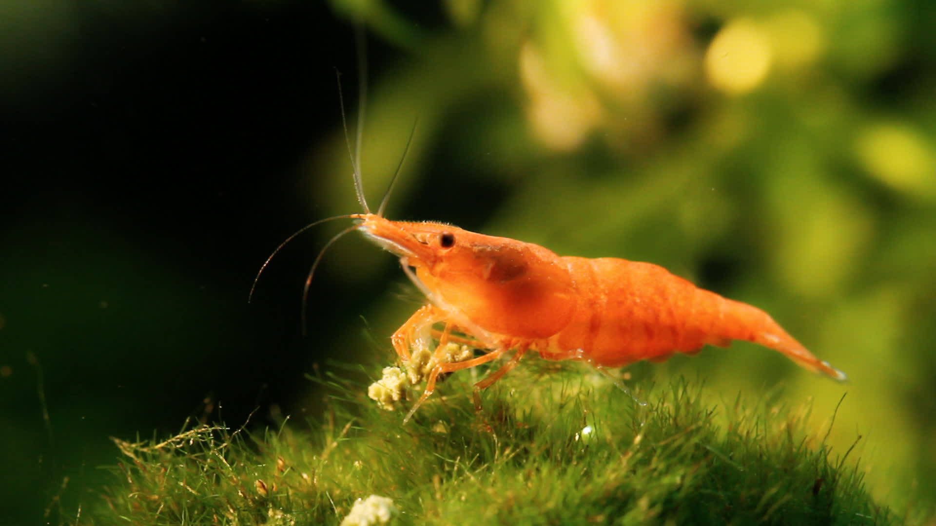 Cherry Red Shrimp Food A Comprehensive Guide for Thriving Shrimp Cherry Red Shrimp Food A Comprehensive Guide for Thriving Shrimp