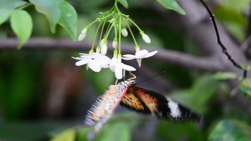 close-up vlinder op bloem (gemeenschappelijke tijgervlinder)