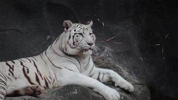tigre de bengala blanco, acostado, relajarse y mirar en el acantilado
