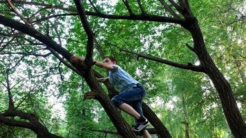 menino adolescente sobe na velha árvore. o menino gosta muito de subir em uma árvore. video